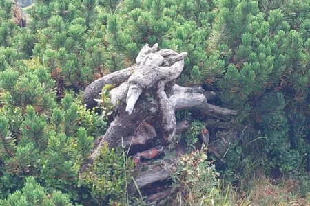 PVÖ Going-Wanderung-Heutal &Unken & Peitingköpfl Bild 24
